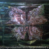 De Vleugels van een Droom | The Wings of a Dream